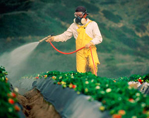 Пестициды и нитраты в фруктах и овощах